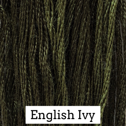 English Ivy