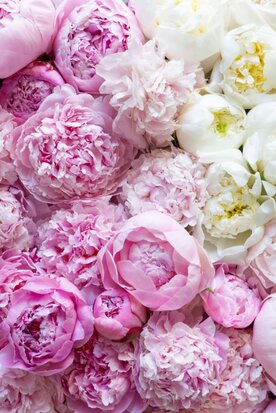 36 ct. FOTM JUNE Peony - Fiber on a Whim