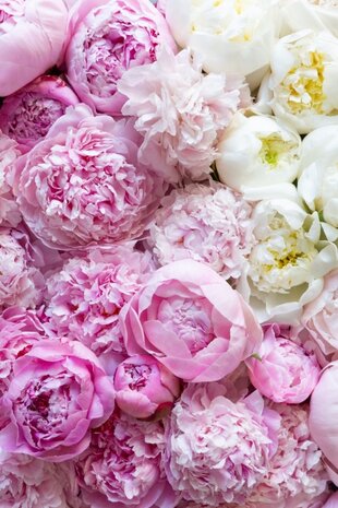 36 ct. FOTM JUNE Peony - Fiber on a Whim