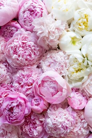 36 ct. FOTM JUNE Peony - Fiber on a Whim