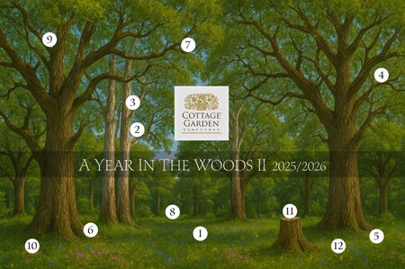 A year in the Woods II Club