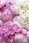 36 ct. FOTM JUNE Peony - Fiber on a Whim