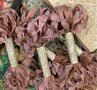 Aged Ribbon - Berry Kisses